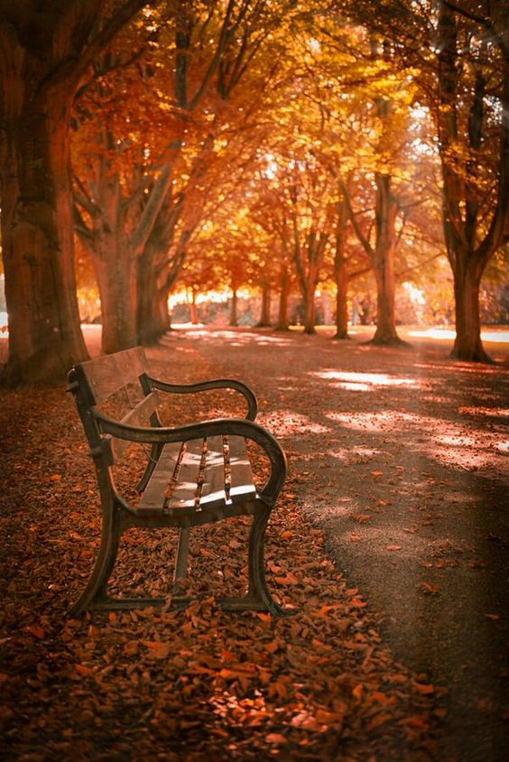 BİR GECE YARISI SENFONİSİ